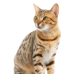 Ocicat isolated on transparent background,transparency 