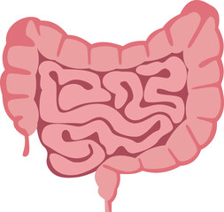 Illustration of Large and Small Intestine