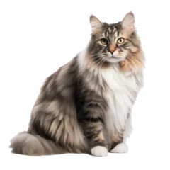 Tuinposter Norwegian Forest cat isolated on transparent background,transparency  © SaraY Studio 