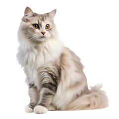 ragamuffin cat isolated on transparent background,transparency 