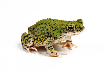 Fototapeta premium North American green toad // Grüne Zwergkröte (Anaxyrus debilis / Bufo debilis)