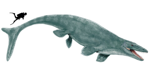 モササウルス・ホフマニ　モササウルス属最大種のひとつであり、タイプ種として認められている。