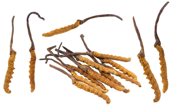cordycep sinensis (DONG CHONG XIA CAO) isolated on white background.