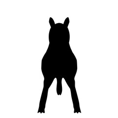 Silhouette Of Kangaroo