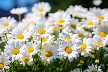 White daisy flowers.