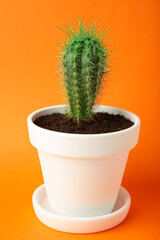 Small cactus in a flowerpot on orange background. Space for text