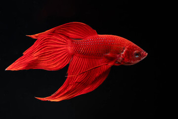 Close up red veiltail Siamese Fighting Fish (Betta Splendens) isolated on black background. © Supakit