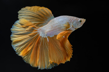 Moving moment of beautiful golden betta fish fins like the princess's skirt fluttered gracefully in the moonlight at night isolated on black background. Siamese Fighting Fish or Betta Splendens. © Supakit