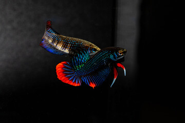 Male and Female Betta Imbellis, Siamese Fighting Fish, Peaceful betta isolated on white background. Close up, macro photography.