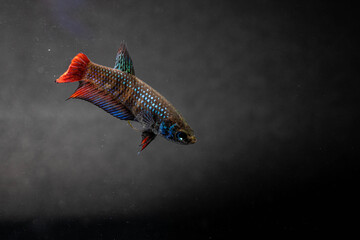 Close up Female Betta Imbellis, Siamese Fighting Fish, Peaceful Betta.