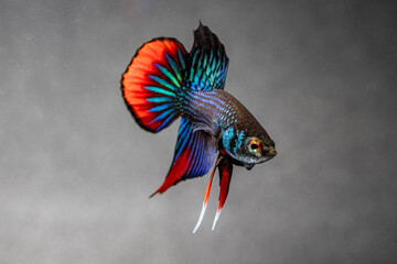 Male Siamese Fighting Fish (Betta Imbellis) isolated on black background.