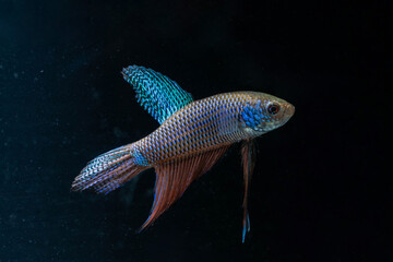 Close up male Betta Smaragdina, Siamese Fighting Fish, Emerald Betta isolated on black background.