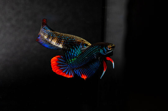 Male and Female Betta Imbellis, Siamese Fighting Fish, Peaceful betta isolated on white background. Close up, macro photography.