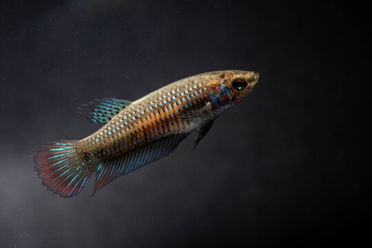 Female Siamese Fighting Fish (Betta Imbellis) isolated black background. Plakad Close up.