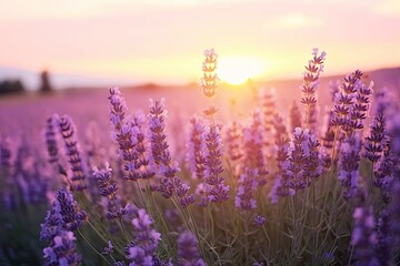 Close up lavender flowers in beautiful field at sunset.