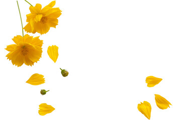 yellow flowers cosmos local flora arrangement flat lay postcard style 