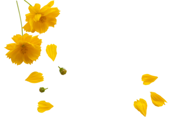 yellow flowers cosmos local flora arrangement flat lay postcard style 