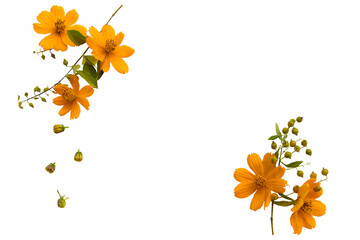 orange flowers cosmos local flora arrangement flat lay postcard style  © phenphayom