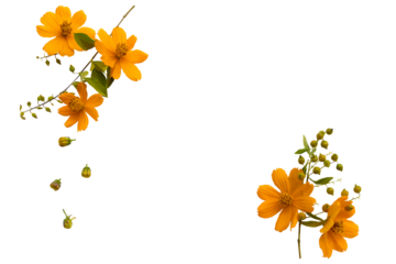 orange flowers cosmos local flora arrangement flat lay postcard style 