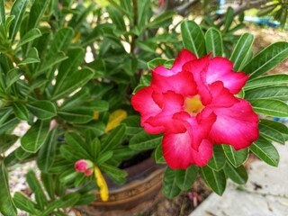 pink flower in a pot