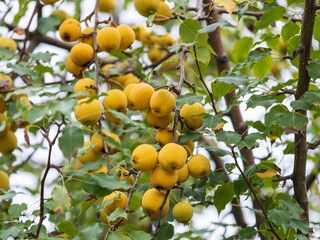 Ripe pears are hanging on the branch