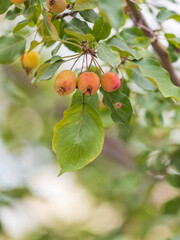 Bright red small wild apples among the yellow leaves in autumn.