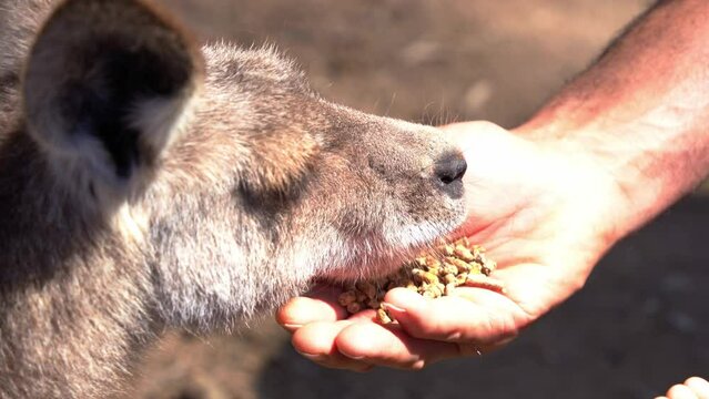 Close up shot of young child and his father experience wildlife animal encounter at the sanctuary, hand feeding a kangaroo with roo feeds on their hands, Australia native species.