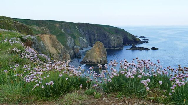Coast Ireland seapinks and seastacks on the Copper Coast Waterford on a bright May day