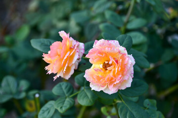 バラ「ウェルビーイン」