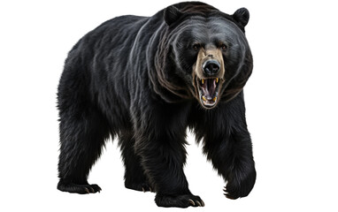 Stunning Black Bear Roaring and Walking on a Clear Surface or PNG Transparent Background.