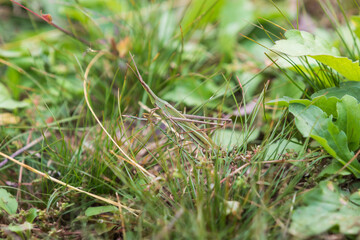 Acrida cinerea with protective colors among green grass. Oriental long-headed grasshopper, Chinese grasshopper