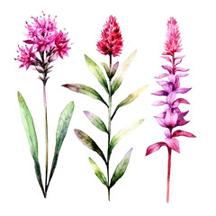 Set of pink floral watecolor. pink flower, Floral poster, invitation floral. Vector arrangements for greeting card or invitation design