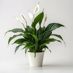 Peace Lily on a plain white background.