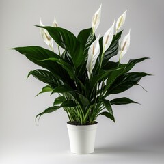 Fototapeta na wymiar Peace Lily on a plain white background.