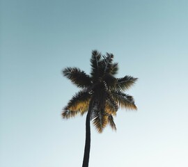 palm tree on blue sky background