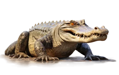 Muurstickers Stunning Crocodile on Solid Dry Ground on a Clear Surface or PNG Transparent Background. © Usama