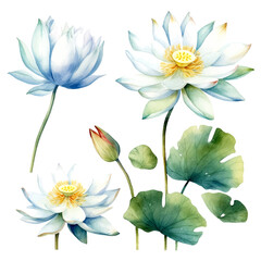 Set of white lotus floral watecolor. white lotus flower, Floral poster, invitation floral. Vector arrangements for greeting card or invitation design	