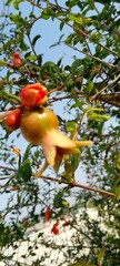 bird on a branch tree, fruit, apple, branch, food, red, ripe, nature, garden, agriculture, apples, leaf, orchard, 