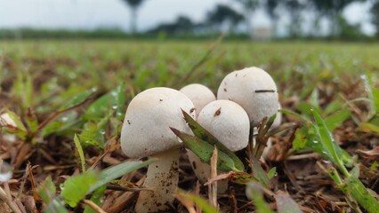 WHITE MUSHROOMS AMONG THE DEWY GRASSES