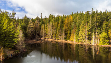 Reflection of trees in water