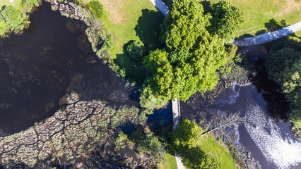 Tree next to a pond on a sunny day. Top down photo taken over Jericho Beach Park, Vancouver