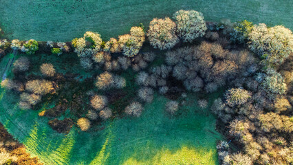 Woodland divides two grassy fields. Aerial photo over Cornwall on a cold winter morning.