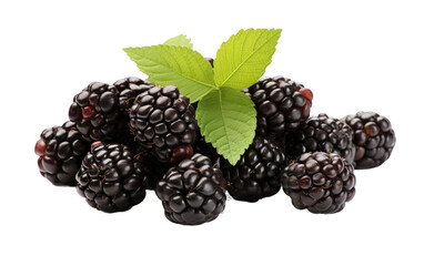 Cute and Tasty Blackberry on a Clear Surface or PNG Transparent Background.