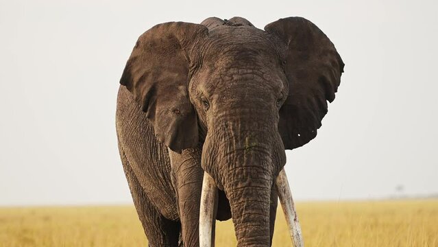 Slow Motion Shot of Portrait of Elephant big 5 five standing facing camera alone not moving, African Wildlife in Maasai Mara National Reserve, Kenya, Africa Safari Animals in Masai Mara