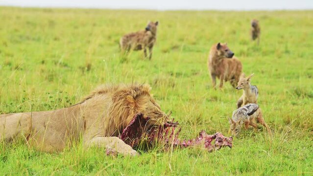 Slow Motion Shot of Male lion feeding on kill lying down while Hyenas and Jackals wait patiently in the lush Maasai Mara landscape, African Wildlife in Kenya, Africa Safari Animals in Masai Mara