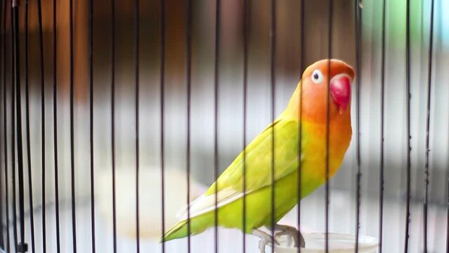 Black-winged Lovebird or Abyssinian Lovebird in a cage. Agapornis taranta
