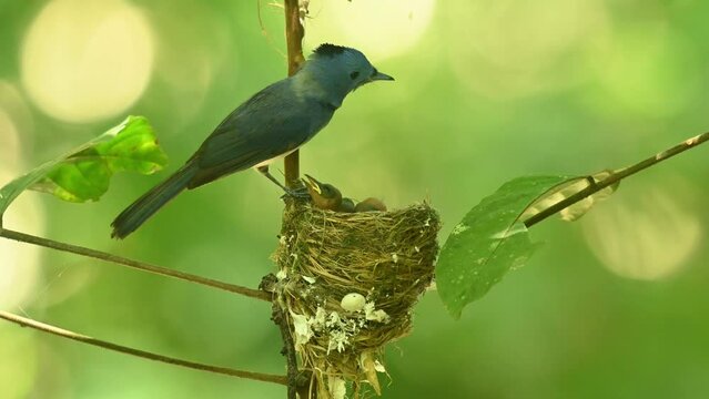 Parent bird perched on the side of he nest knowing what can be done to its nest and chicks while chirping, Black-naped Blue Flycatcher Hypothymis azurea, Thailand