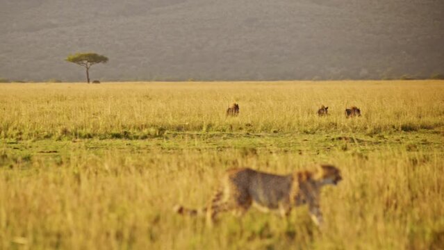 Animals Hunting, Cheetah Hunt with Warthog Running Away in Africa, Maasai Mara African Wildlife Safari in Kenya, Masai Mara Amazing Animal Behaviour in Beautiful Golden Sun Light Savannah