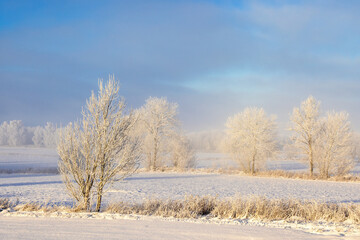 Frosty trees in a beautiful winter landscape in the countryside