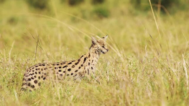 Slow Motion Shot of Wild cat serval hunting in tall grass, low down cover, prowling, African Wildlife in Maasai Mara National Reserve, Kenya, Africa Safari Animals in Masai Mara North Conservancy